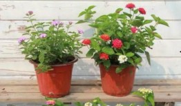 南航学生爆料视频大全最新,校园生活瞬间回顾