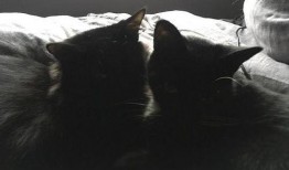 黑喵最新爆料,揭秘娱乐圈最新热点事件内幕